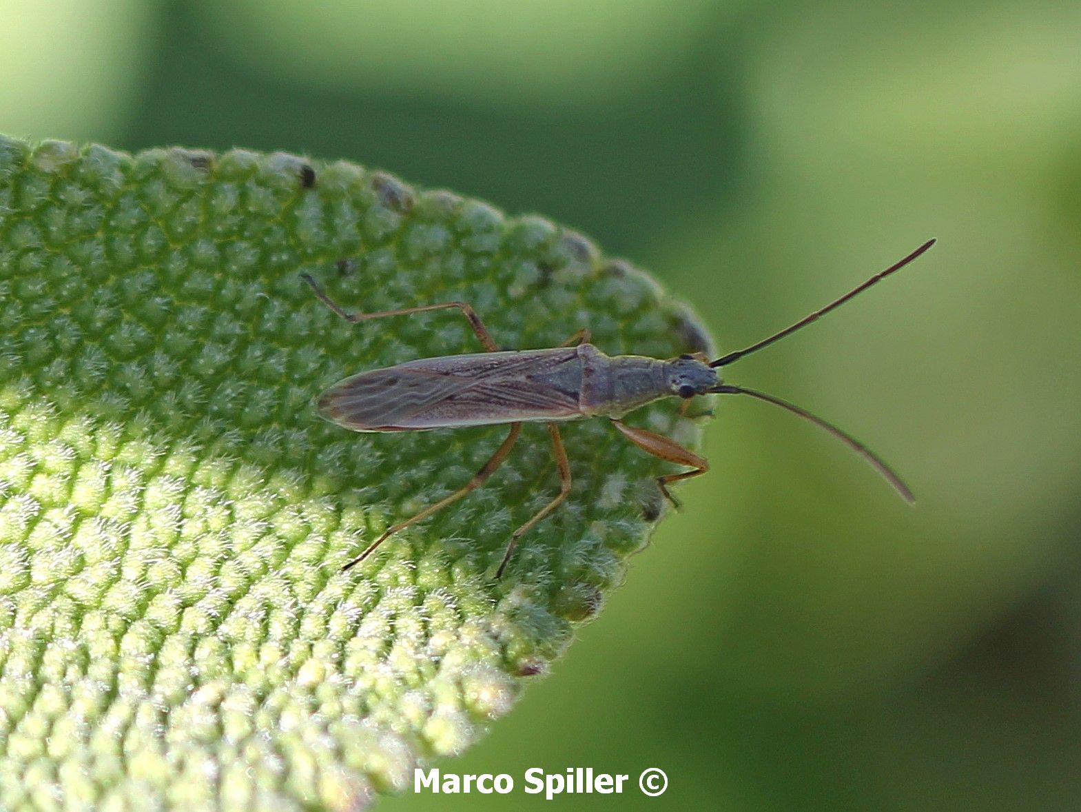 Lygaeidae: Paromius gracilis che imita gli Stenodema -Veneto